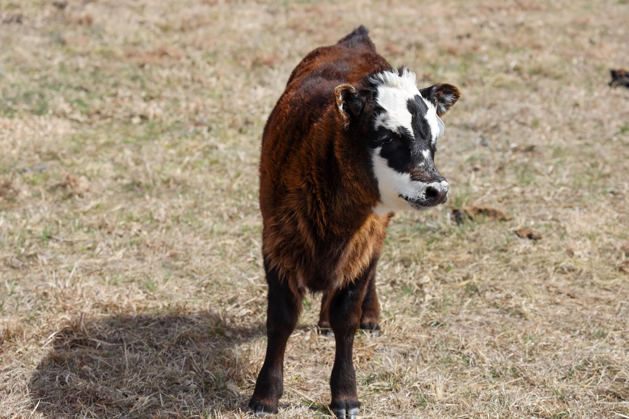 Cow in field